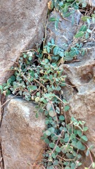 Euphorbia villifera