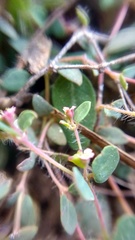 Euphorbia villifera