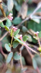 Euphorbia villifera