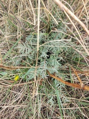 Astragalus eremiticus