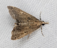 Diplopseustis perieresalis