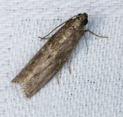 Ectomyelois ceratoniae