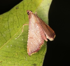 Endotricha olivacealis