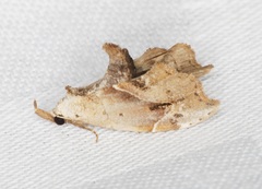 Euwilemania angulata