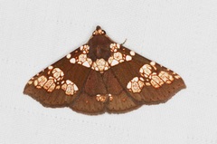 Saroba pustulifera