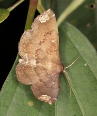 Adrapsa quadrilinealis