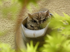 Megascops kennicottii