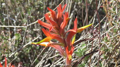 Castilleja subinclusa