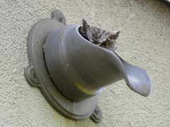 Megascops kennicottii