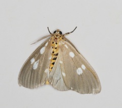 Tinolius hypsana