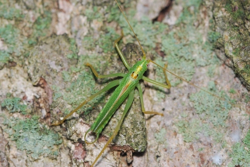 Oak Bush-cricket