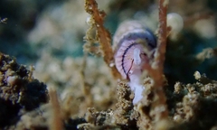 Myurella pygmaea