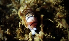 Myurella pygmaea
