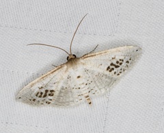 Calindoea anticalis