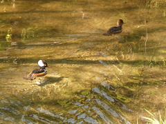 Lophodytes cucullatus