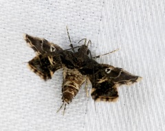 Nosphistica bisinuata