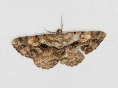 Psilalcis galsworthyi