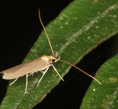 Tegenocharis tenebrans