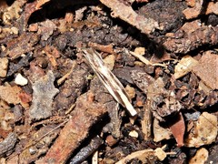 Erechthias chasmatias