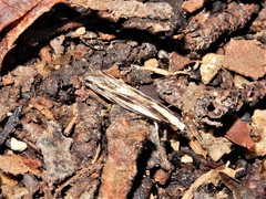 Erechthias chasmatias