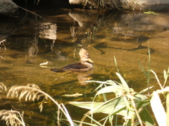 Lophodytes cucullatus