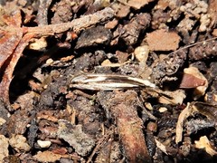 Erechthias chasmatias