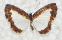 Nymphidium onaeum