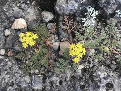 Cymopterus terebinthinus