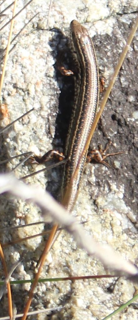 Common South-west Ctenotus