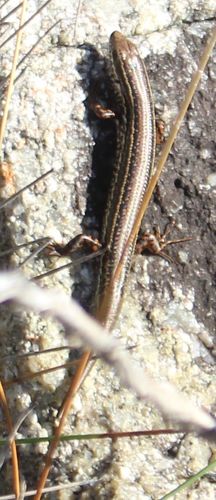 Common South-west Ctenotus
