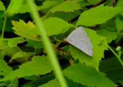 Zanclognatha pedipilalis