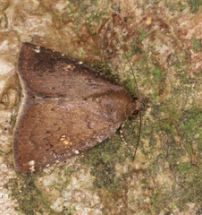 Amyna axis