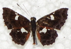 Calydna sturnula