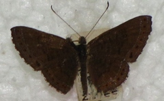 Riodininae
