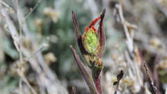 Castilleja subinclusa