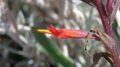 Castilleja subinclusa