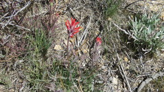 Castilleja subinclusa