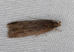 Pexicopia melitolicna