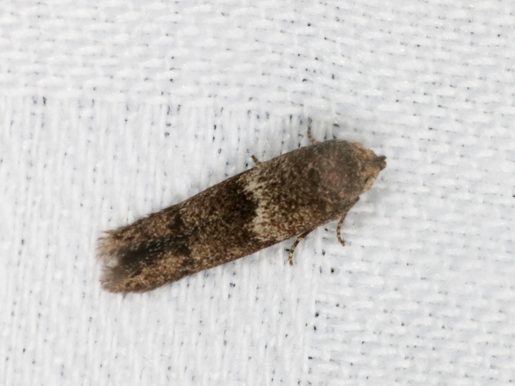 Blastobasis divulgata