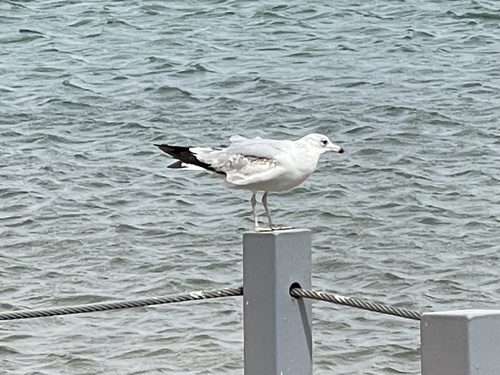 Ring-billed Gull photographed in Nevada