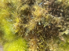Coelothrix irregularis