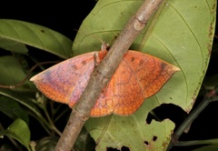 Hypopyra vespertilio
