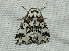 Epicyrtica docima