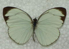 Itaballia demophile centralis
