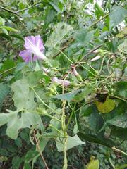 Ipomoea crinicalyx