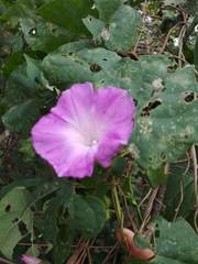 Ipomoea crinicalyx