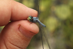 Chalcostephia flavifrons