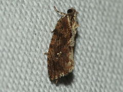 Oxysemaphora notialis