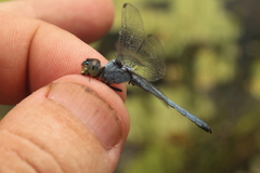 Chalcostephia flavifrons