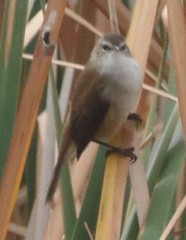 Acrocephalus gracilirostris gracilirostris